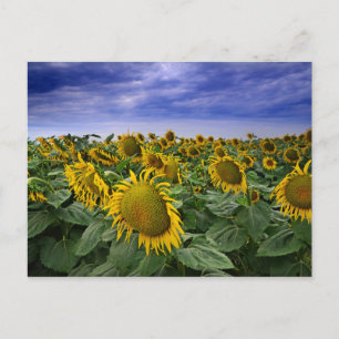 Postal Campos de girasol de California