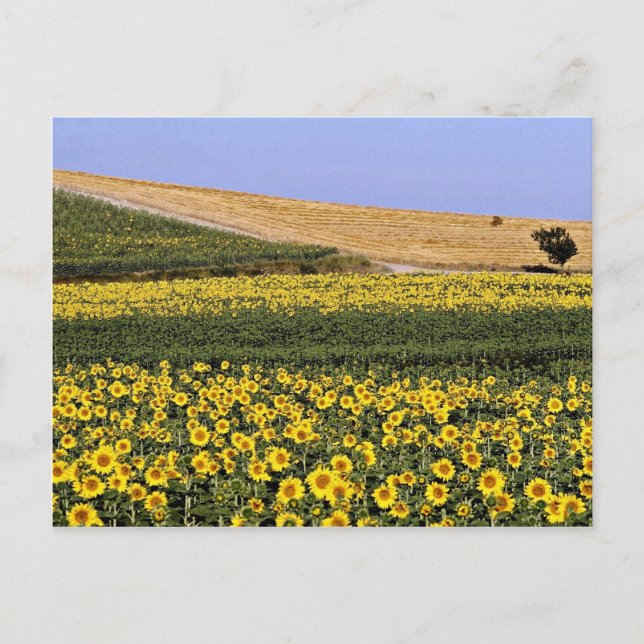 Postal Campos de girasol, Toscana, flores italianas (Anverso)