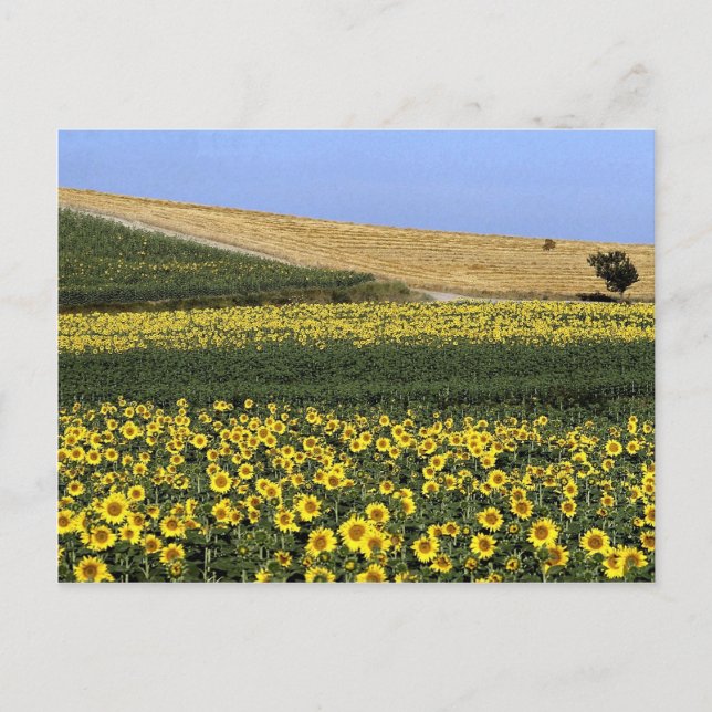 Postal Campos de girasol, Toscana, Italia (Anverso)
