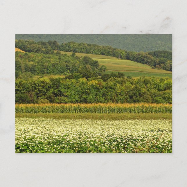 Postal Campos de grano (Anverso)