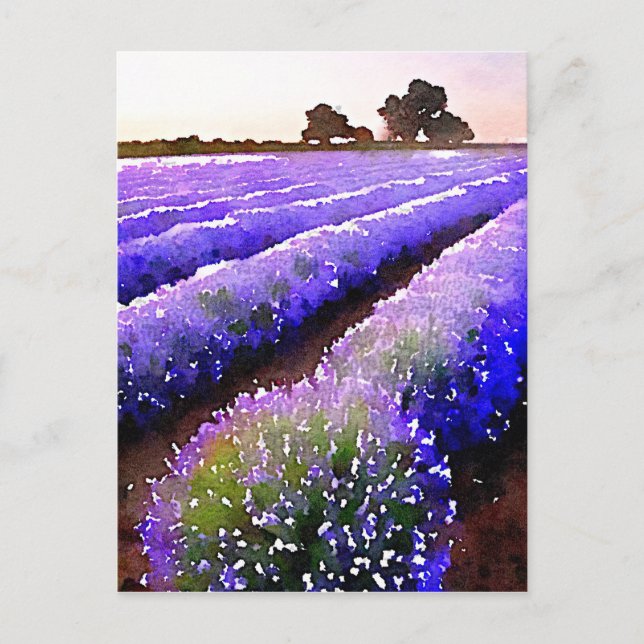 Postal Campos de Lavanda (Anverso)