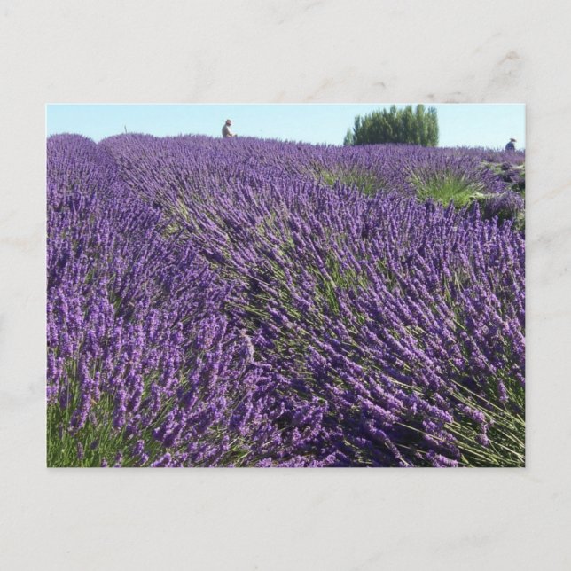Postal Campos de lavanda (Anverso)