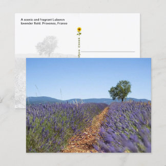 Postal Campos de lavanda de Luberon, Provenza, Francia -