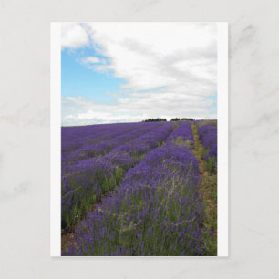 Postal campos de lavanda franceses