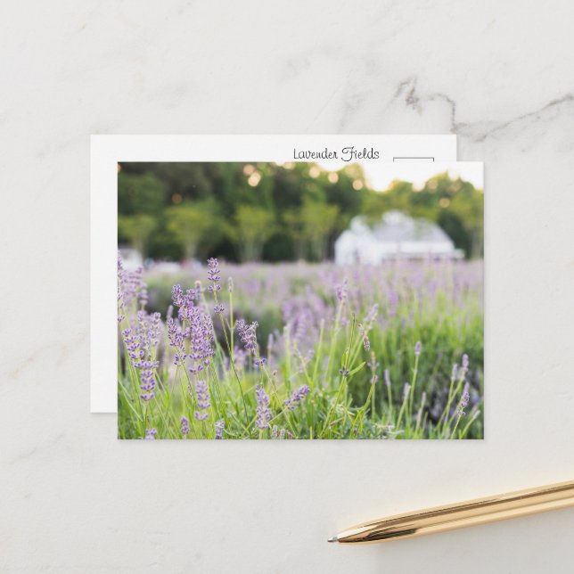 Postal Campos de Lavanda Serenos (Anverso/Reverso In Situ)