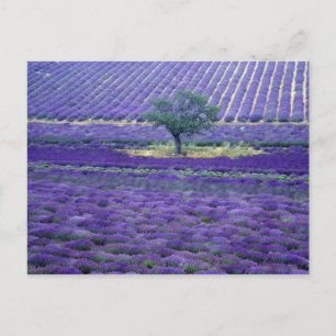 Postal Campos de lavanda, Vence, Provenza, Francia