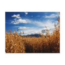 Campos de maíz de otoño