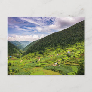 Postal Campos de Postcard Paddy de Nepal