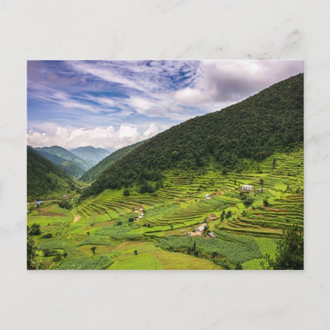 Postal Campos de Postcard Paddy de Nepal (Anverso)