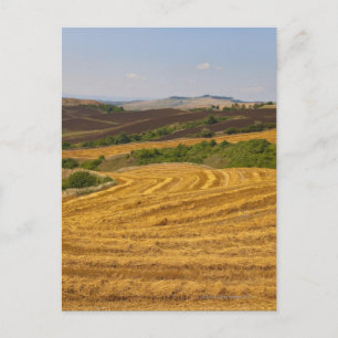 Postal Campos de trigo después de la cosecha