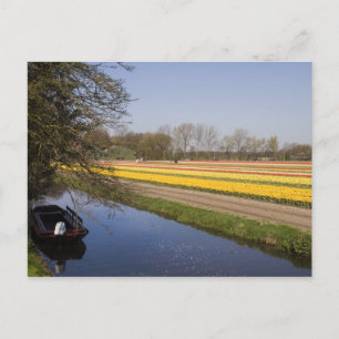 Postal Campos de Tulip