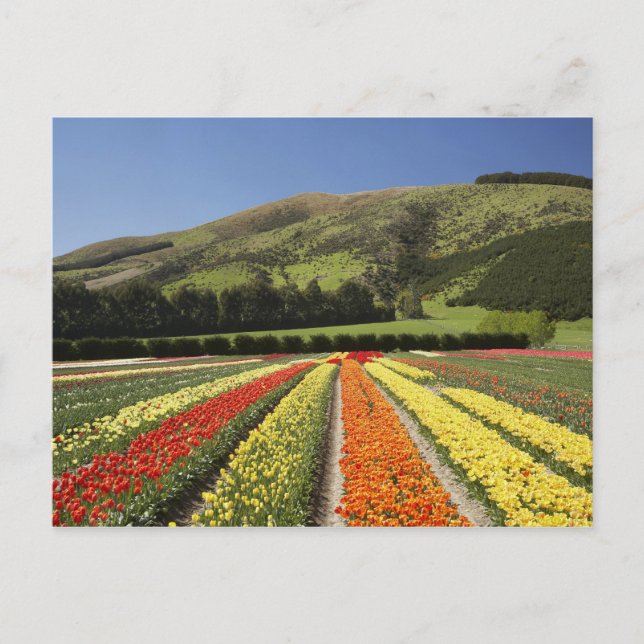 Postal Campos de Tulipanes, cerca de Tapanui, Otoño Occid (Anverso)