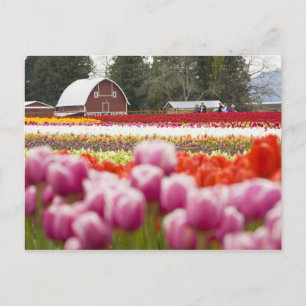 Postal Campos de tulipanes de Mt. Vernon, Condado de Skag