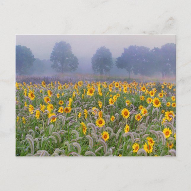 Postal Campos de verano (Anverso)