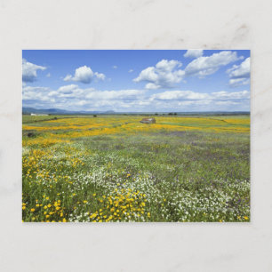 Postal Campos En Primavera Cerca De Guadalupe