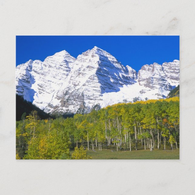 Postal Camps de Maroon con bosque de álamos en otoño. (Anverso)