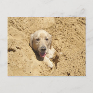 Postal Camuflaje de Golden Retriever