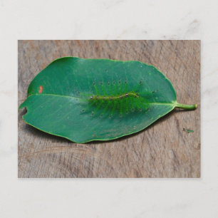 Postal Camuflaje de selva tropical