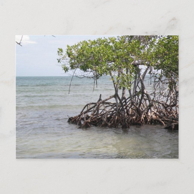 Postal Caña Gorda Guanica (Anverso)