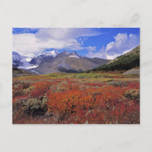 Postal Canadá, Alberta, Banff NP. Arándanos en flor