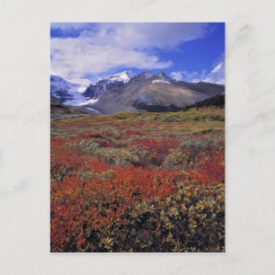 Postal Canadá, Alberta, Banff NP. Los arándanos proporcio