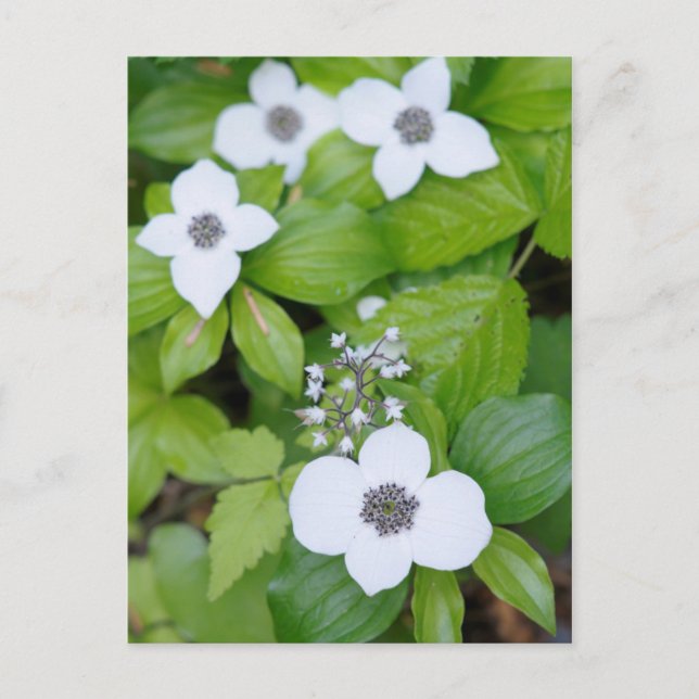 Postal Canadá, British Columbia. Dwarf Dogwood (Anverso)