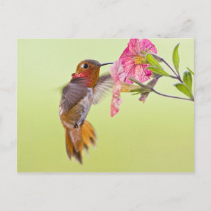 Postal Canadá, Columbia Británica, Colibrí Rufo