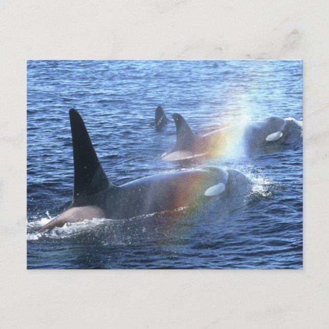 Postal Canadá, Columbia Británica, Johnstone Straight (Anverso)