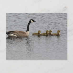 Postal Canadá Geese