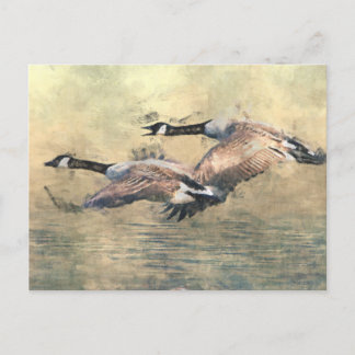 Postal Canadá Geese