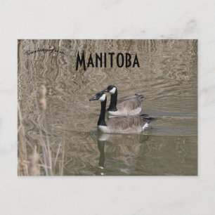 Postal Canada Geese and Bull Rushes Winnipeg Manitoba