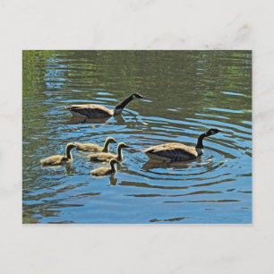 Postal Canadá Geese con Goslings