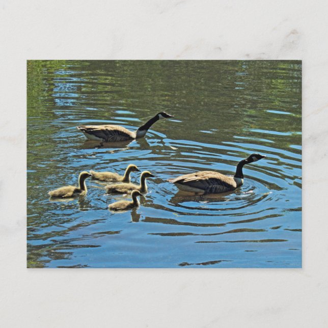 Postal Canadá Geese con Goslings (Anverso)