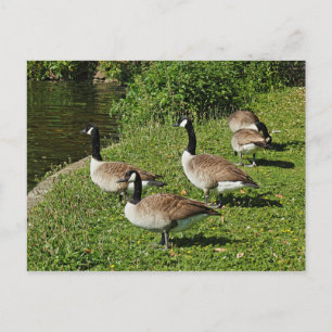 Postal Canadá Geese Junto Al Lago Roath Park, Cardiff.
