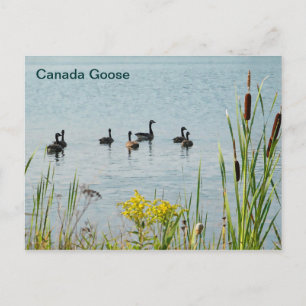 Postal Canadá Geese Y Cattails