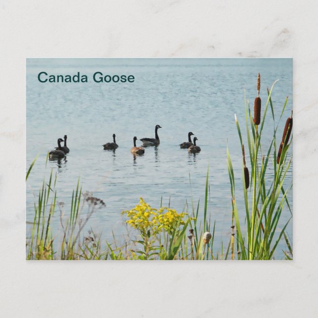 Postal Canadá Geese Y Cattails (Anverso)