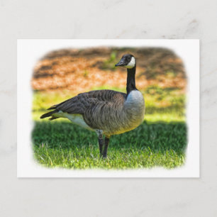 POSTAL CANADÁ GOOSE