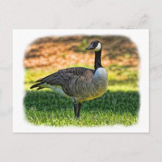 POSTAL CANADÁ GOOSE (Anverso)