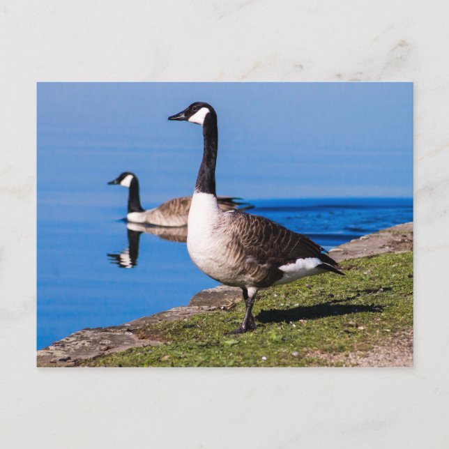 Postal Canada Goose (Anverso)