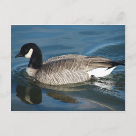 Postal Canada Goose