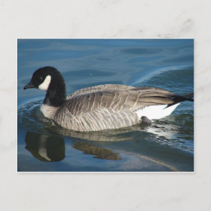 Postal Canada Goose