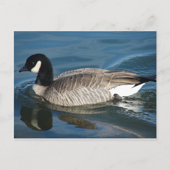 Postal Canada Goose (Anverso)