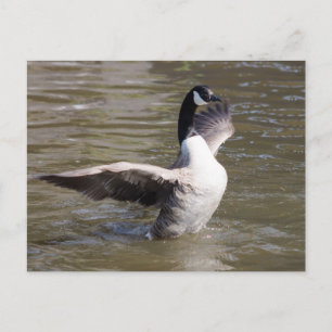 Postal Canada Goose