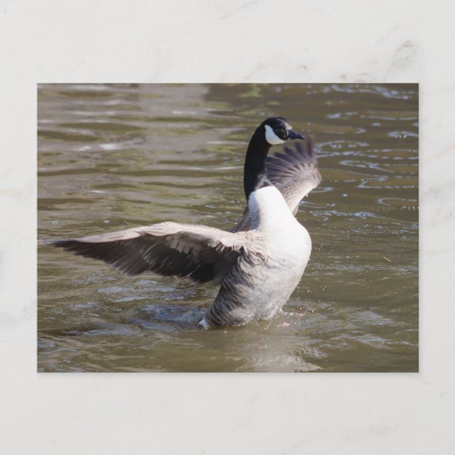 Postal Canada Goose (Anverso)
