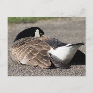 Postal Canada Goose