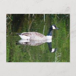 Postal Canada Goose