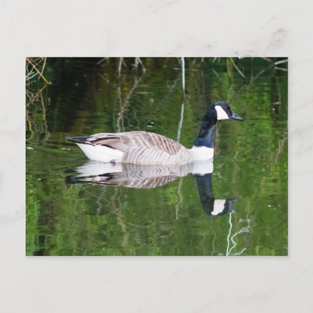 Postal Canada Goose (Anverso)