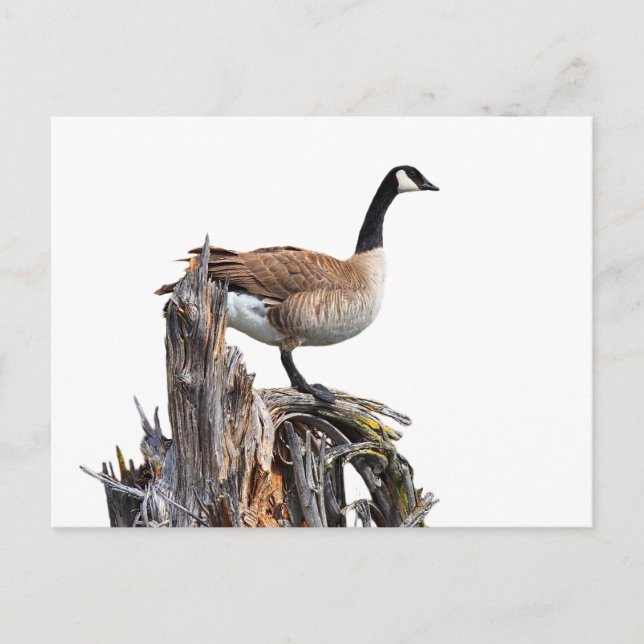 POSTAL CANADÁ GOOSE (Anverso)