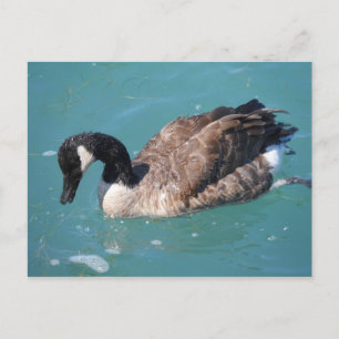 Postal Canada Goose