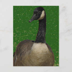 Postal Canada Goose